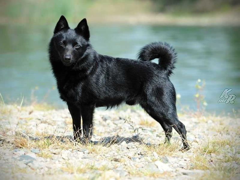 FONS van de Moerheuvel | Schipperke 