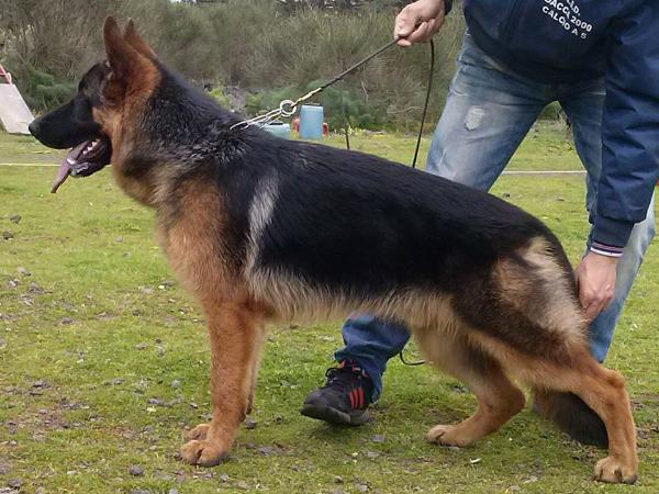 Achim | German Shepherd Dog 