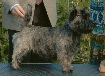 My Grace Note | Cairn Terrier 