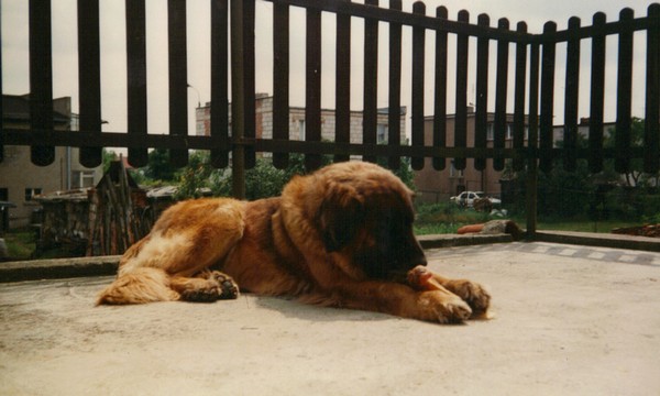 ALEXIS v. Thornbeck | Leonberger 