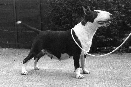 Brindon Breck Of Bliston | Bull Terrier 
