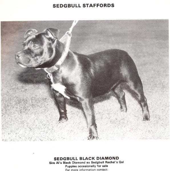 Sedgbull Sharp Diamond | Staffordshire Bull Terrier 