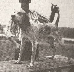 Hendrix Ozark Mack | American English Coonhound 