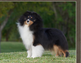 Jesstar Nirvana | Shetland Sheepdog 