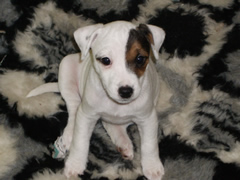 Takurua Tahe Tuiti | Parson Russell Terrier 