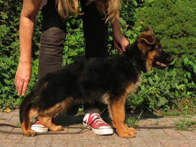 Sana von Hamyar | German Shepherd Dog 