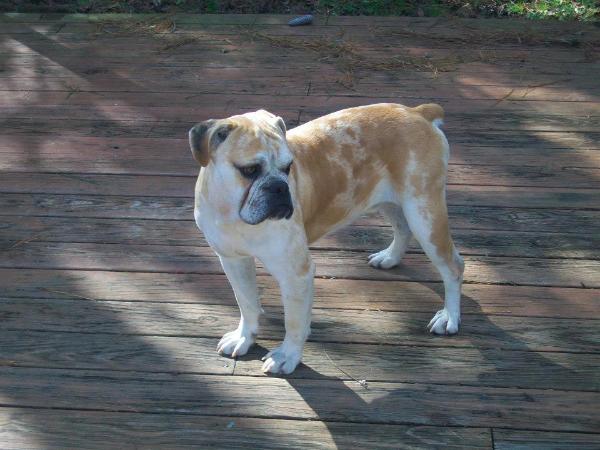 NUNLEY'S FIRESTARTER | Olde English Bulldogge 