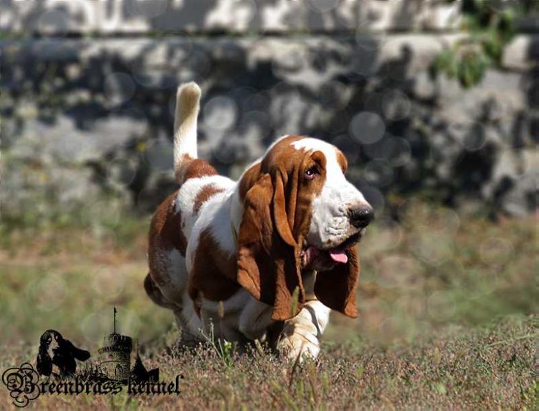 Olimpia Galopujaca Fufla | Basset Hound 