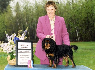 Moonlight Firecracker | Cavalier King Charles Spaniel 