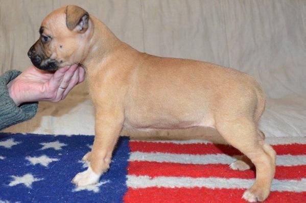 Little Paradise Jackie Brown | American Staffordshire Terrier 