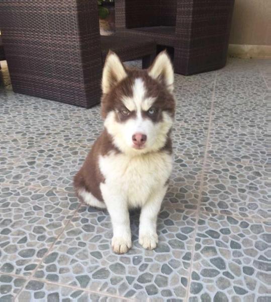 Frederico Edmon Poll | Siberian Husky 