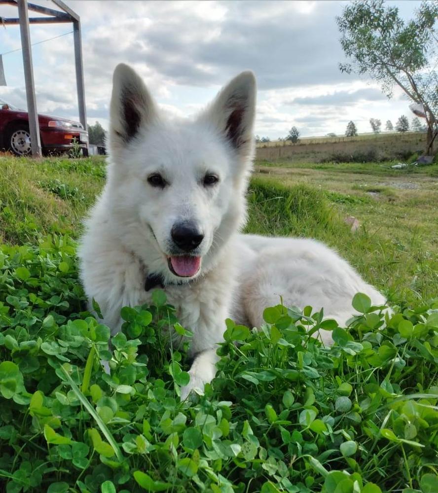 Chamán Cash de Mama Uca | White Swiss Shepherd Dog 