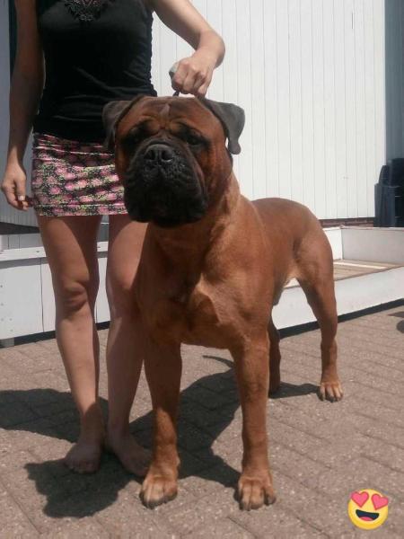 ADONIS (Memorabulls) | Bullmastiff 