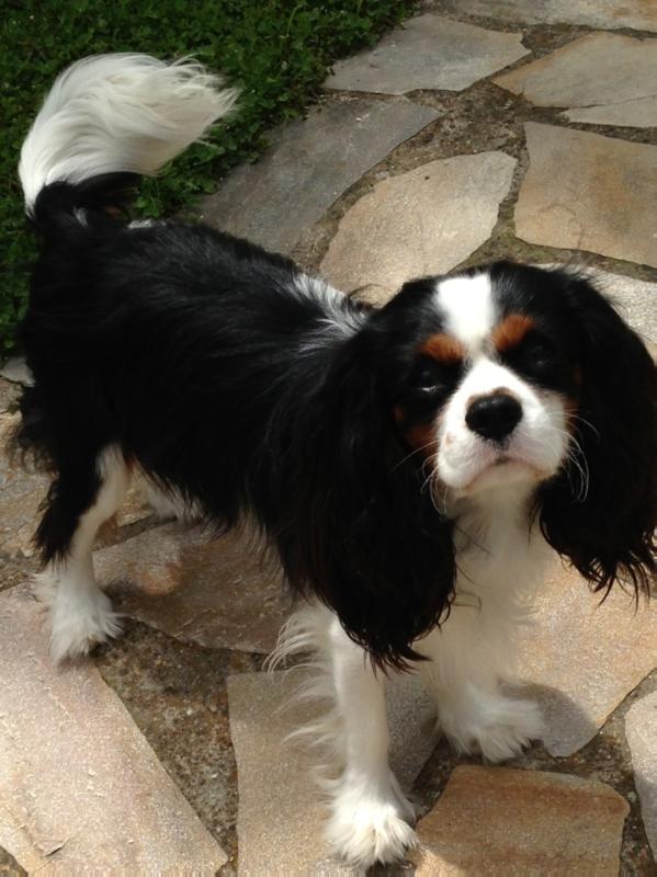 Hemingway de la Forêt de Caberg | Cavalier King Charles Spaniel 