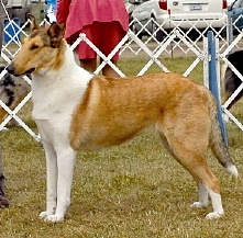 Wild Wind's Mustang Sally | Smooth Collie 