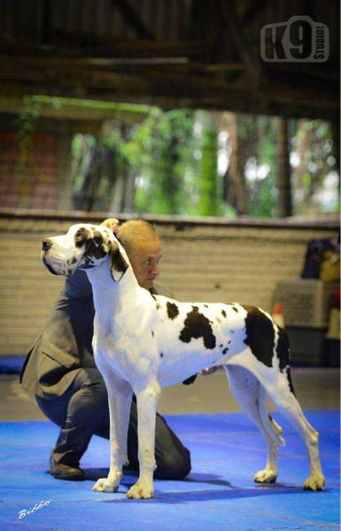 Hastra da Fazenda Aruanda | Great Dane 