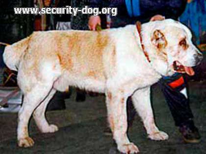 Bay | Central Asian Shepherd Dog 