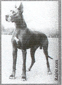 Atos von Trabersuh | Great Dane 