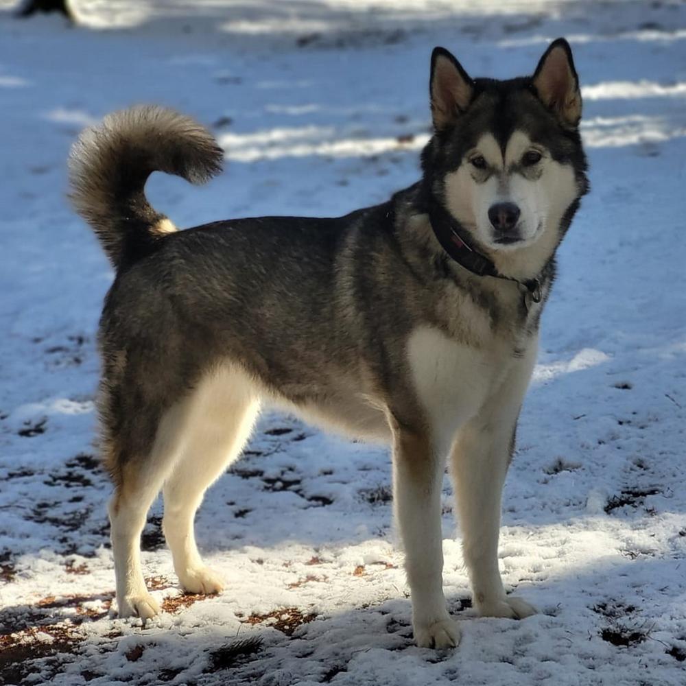 Fairytale Hunters Atomic Glitter Bomb | Alaskan Malamute 