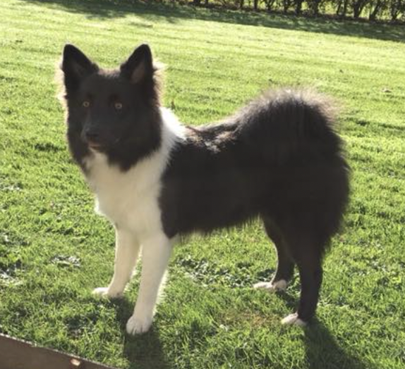 Queila fra Ibuo Landi | Icelandic Sheepdog 