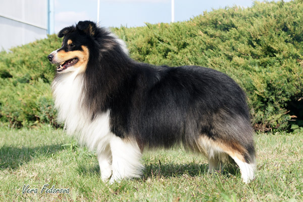 Marvitholl Orion | Shetland Sheepdog 