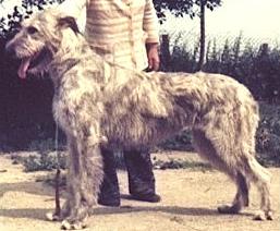 Erindale Melody Queen | Irish Wolfhound 