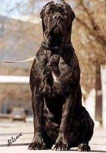 NETIKO | Cane Corso 