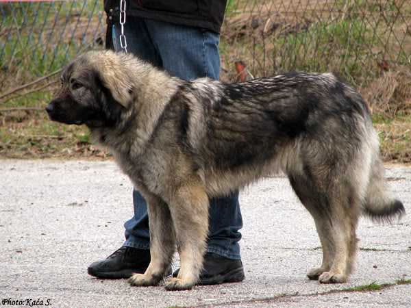 Medena | Yugoslavian Shepherd Dog-Sarplaninac 