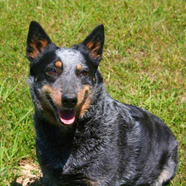 4G DALLIE OFF N TURN | Australian Cattle Dog 