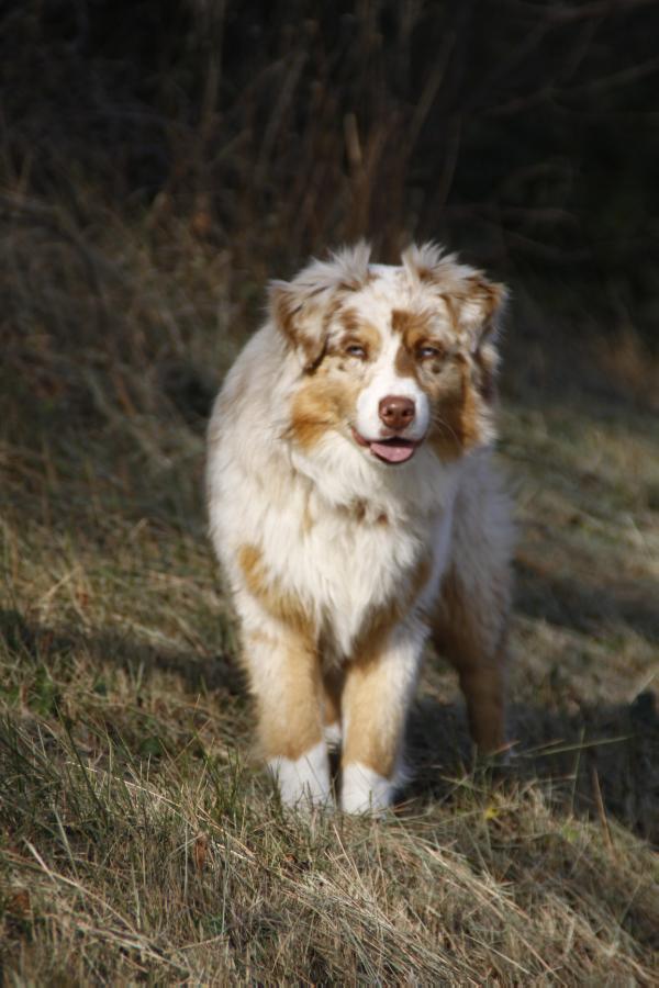 Gin Fizz des Minis Toon's | Australian Shepherd 