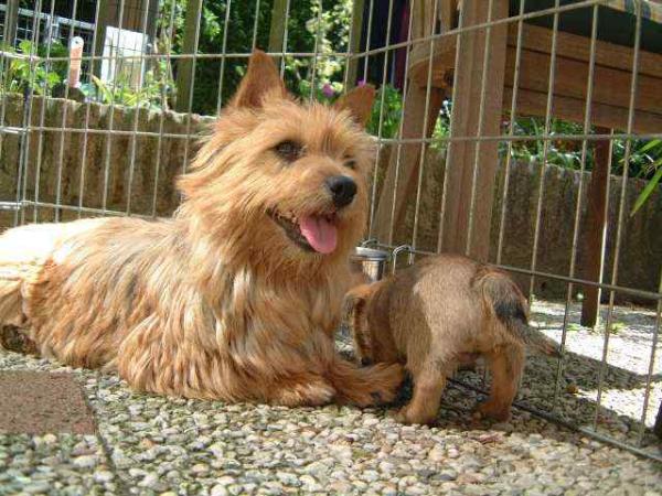 Wybar Finders Keepers | Norwich Terrier 