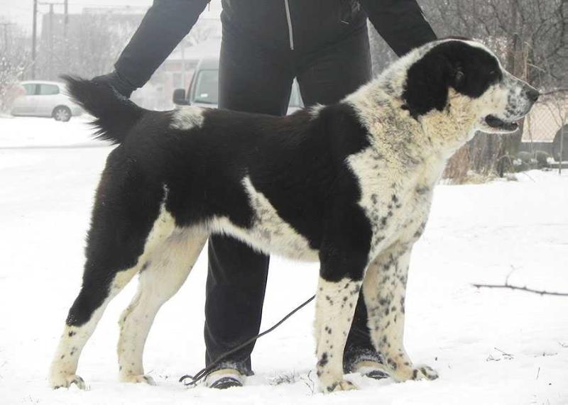 XENA IZ RUSKOG IZVORA | Central Asian Shepherd Dog 