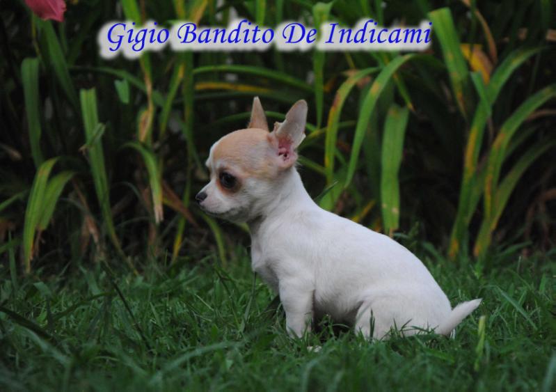 Gigio Bandito De indicami | Chihuahua 