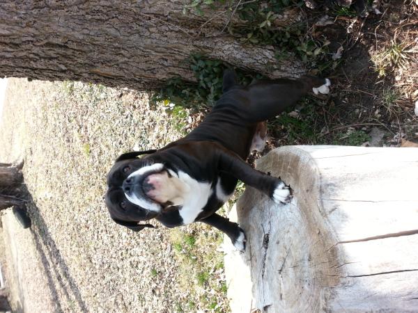 KRB's Vader The Desecrator | Olde English Bulldogge 