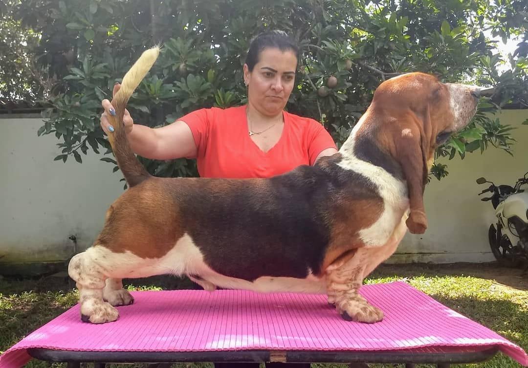 Brave BAsset Jorge Dias | Basset Hound 