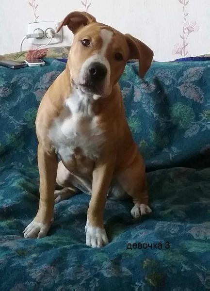 Radujnay zvezda Vanessa | American Staffordshire Terrier 
