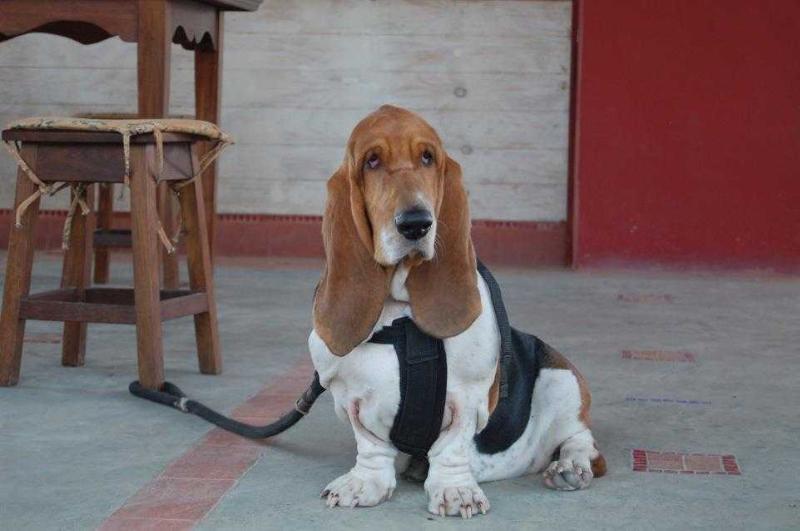 BRAVE BASSET UNIVERSE | Basset Hound 