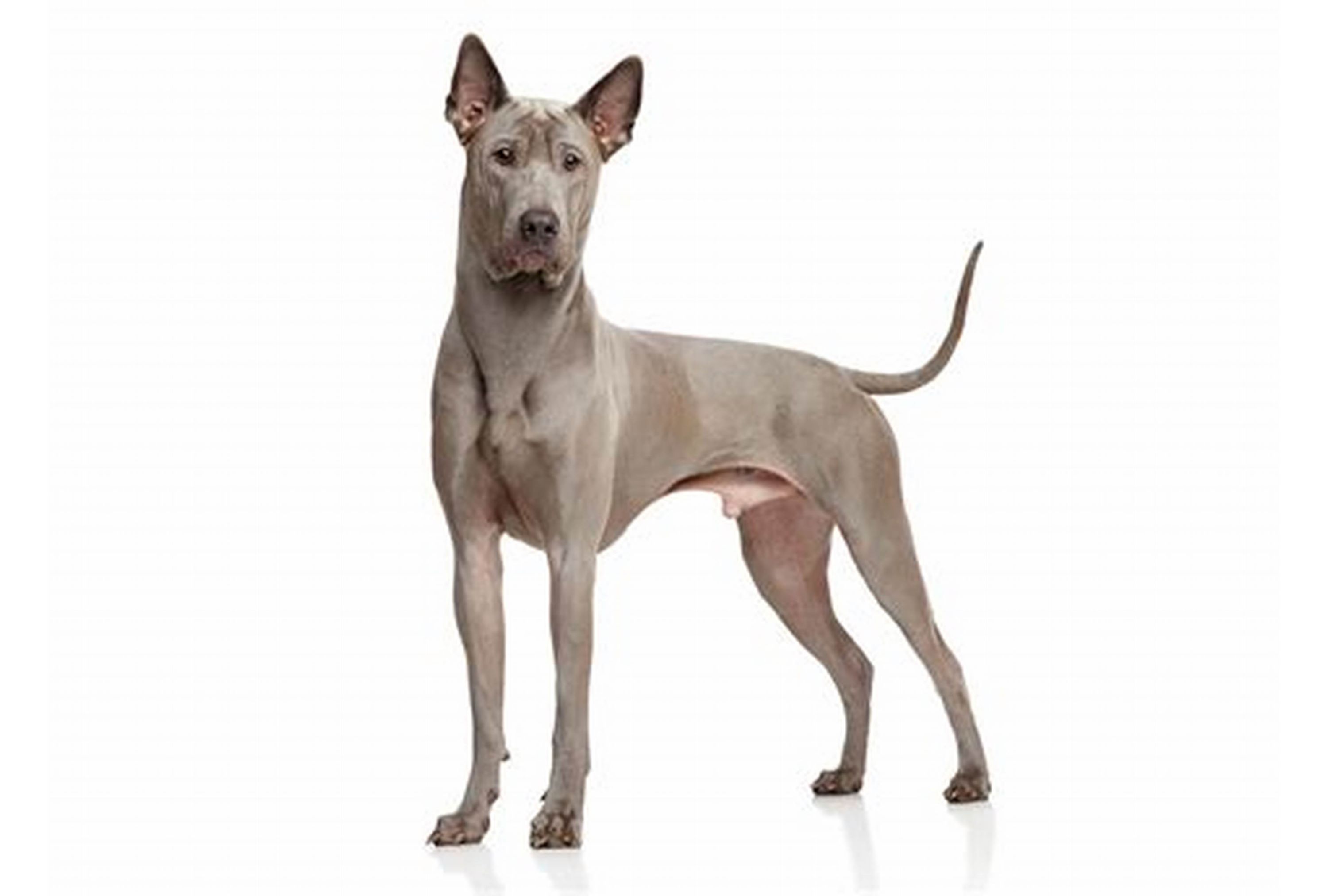 Thai Ridgeback
