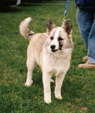 Harka - 3929/96 | Icelandic Sheepdog 