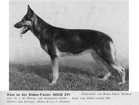 Hexe zu den Sieben-Faulen | German Shepherd Dog 