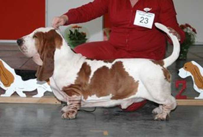 Sweed Sun's Marcus | Basset Hound 