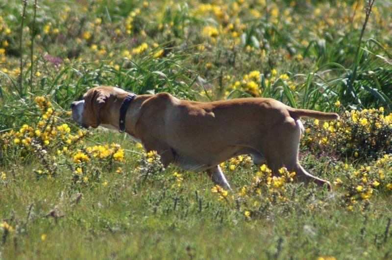 Fredde | Portuguese Pointer 