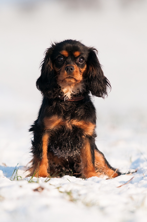 Evelyn Górska Fantazja | Cavalier King Charles Spaniel 