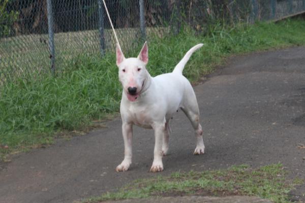 Hanna Offweedman | Bull Terrier 