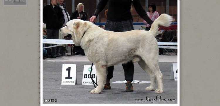 Effendi | Central Asian Shepherd Dog 