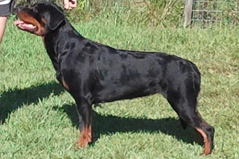 XL'S Feren von Blitzenhaus | Rottweiler 