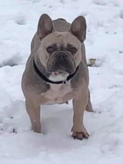 FF's Sexi Lexi of Stewart's | French Bulldog 