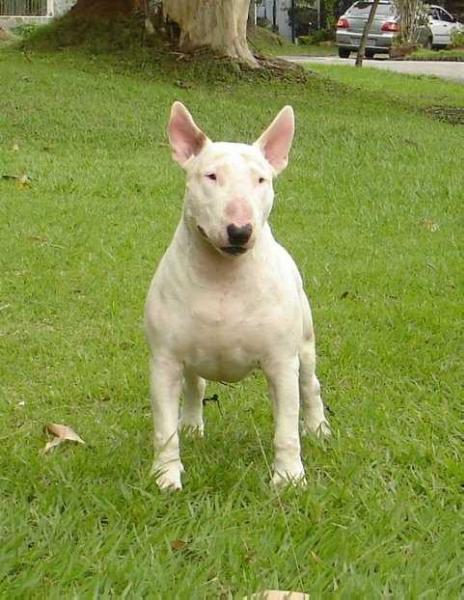 Bellobull Godfather | Bull Terrier 