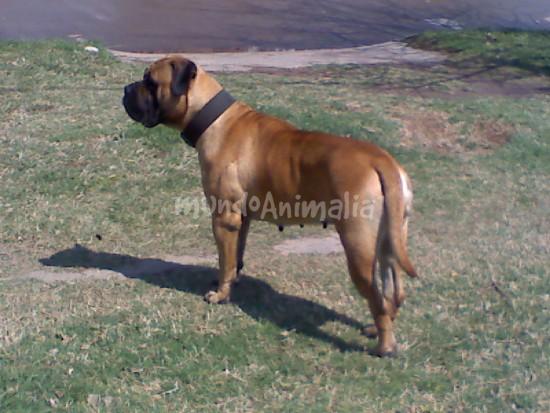 Alma von baschu | Bullmastiff 