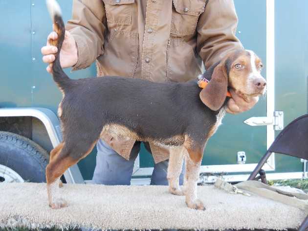 Scroghams Blue Max | Beagle 